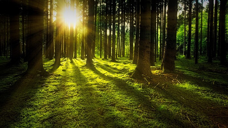 Un hermoso bosque verde con el sol brillando a través de los árboles.