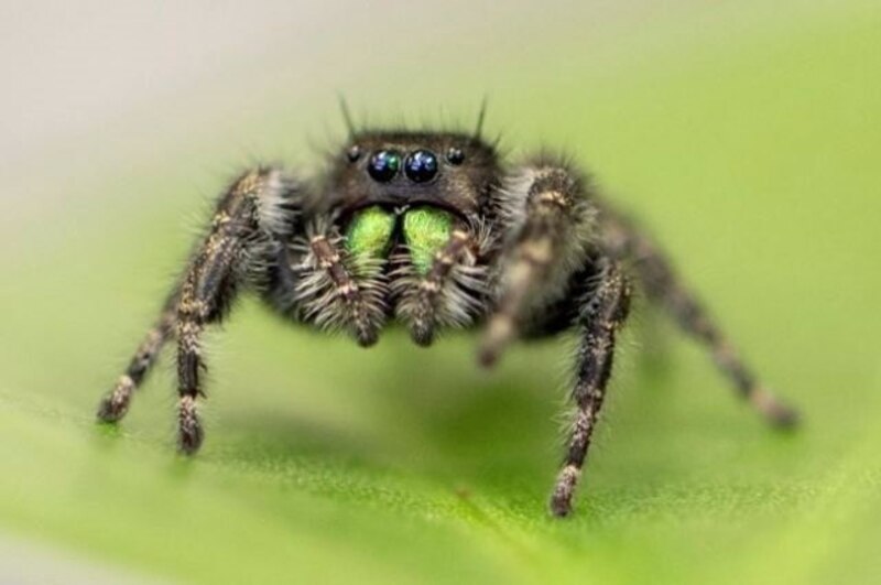 La araña saltarina verde