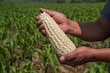 Sinaloa se afianza como el mayor productor de maíz blanco en México: Agricultura 
