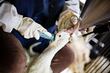 Igualdad Animal: Brasil da un paso histórico contra la crueldad animal