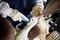 Igualdad Animal: Brasil da un paso histórico contra la crueldad animal