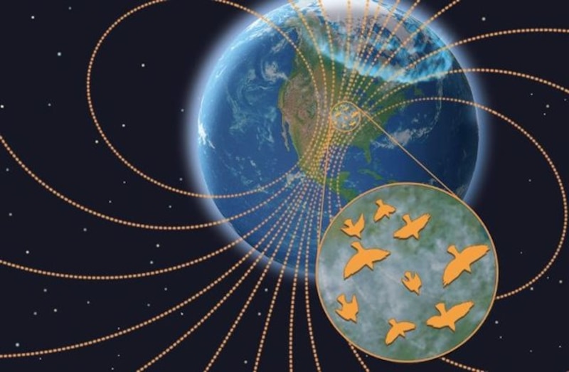 Las aves migratorias utilizan el campo magnético de la Tierra para orientarse