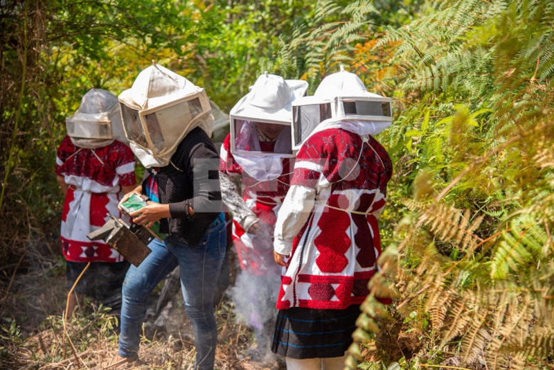 Mujeres indígenas cosechando miel en Chiapas, México