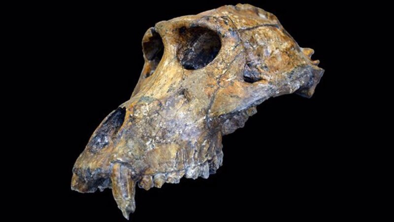 Cráneo de un oso cavernario