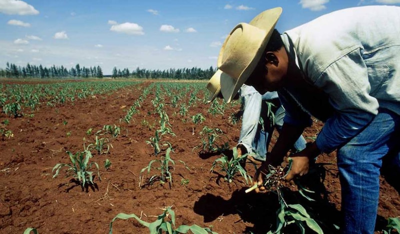 Agricultor trabajando en el campo
