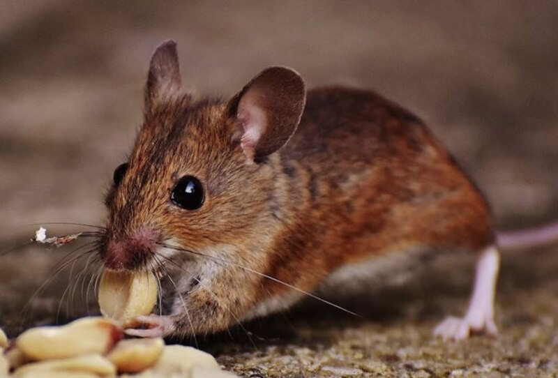 Ratón comiendo cacahuetes