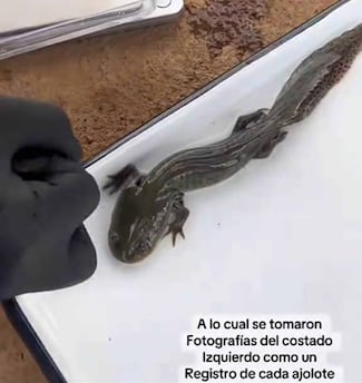 Investigadores de la UNAM localizan ajolote del Altiplano; tenían 15 años de no avistarlo