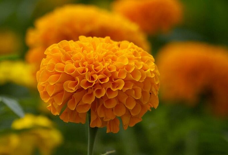 Flor de cempasúchil