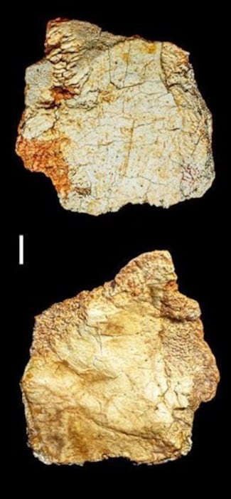 Descubren un fósil craneal del género Homo de más de 200 mil años en el yacimiento de Ruidera
