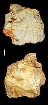 Descubren un fósil craneal del género Homo de más de 200 mil años en el yacimiento de Ruidera