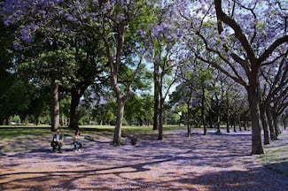 Temporada de jacarandas: ¿cuándo inicia y los mejores lugares en la CDMX para verlas?
