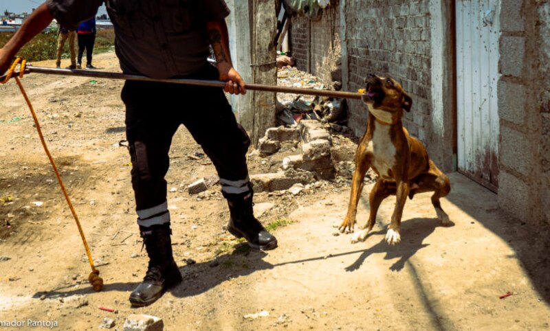 Perro ataca a hombre con palo