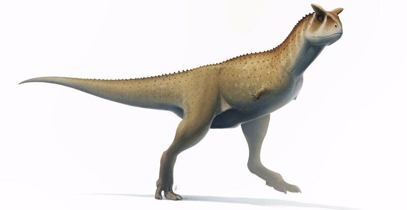 Un nuevo dinosaurio con cuernos descubierto en Argentina
