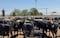 Se esta “actúa de inmediato” contra plaga  del Gusano Barrenador que frenó exportación de ganado a EU