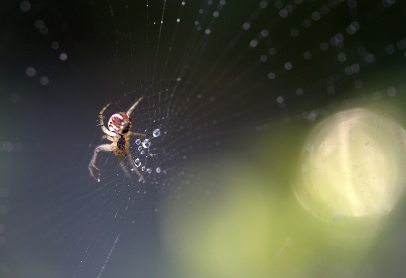 Araña sobre una pared interior en temporada de lluvias