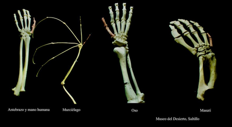 Evolución de la mano y el antebrazo