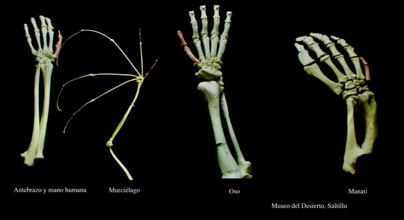 Evolución de la mano y el antebrazo