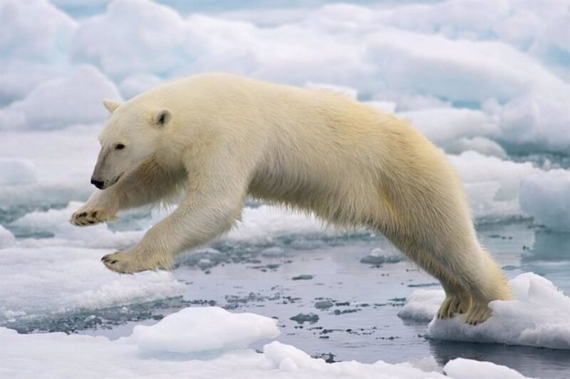 Oso polar saltando sobre el hielo