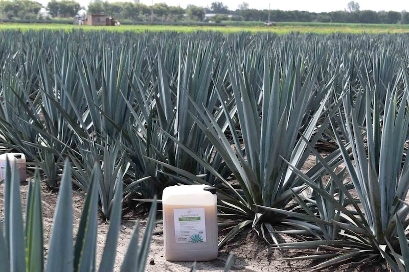 Agave tequilero