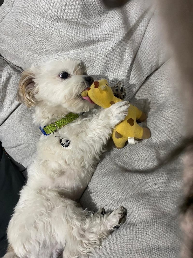 ¿Qué es el “nooking” y por qué tu perrito lo hace? Esto es lo que te quiere decir tu lomito