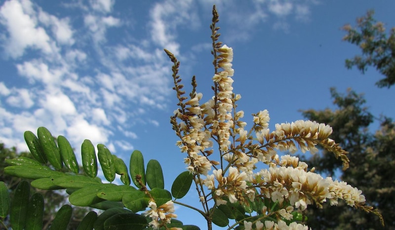 Acacia dealbata