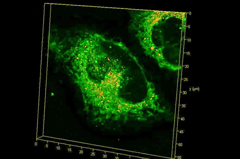 Imagen de microscopía de fluorescencia de un corte de tejido cerebral de ratón.