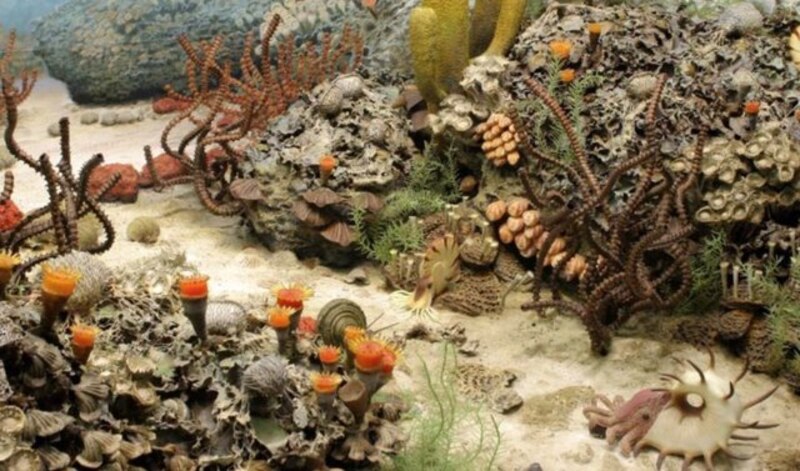 Arrecife de coral