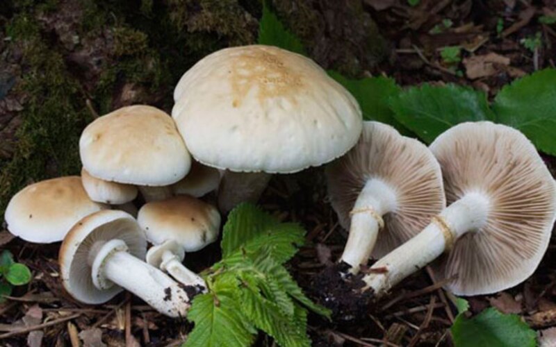 Amanita phalloides, la seta mortal