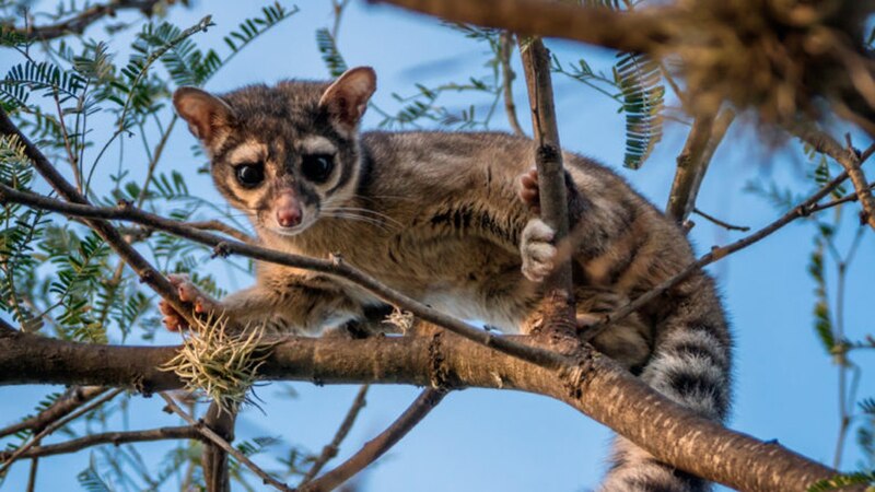 La imagen muestra a un coatí, un mamífero de la familia Procyonidae que habita en los bosques de América Central y del Sur.