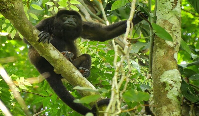 Mono araña en la selva