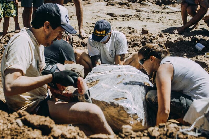 Un equipo de arqueólogos desentierra un fósil de dinosaurio en el desierto.