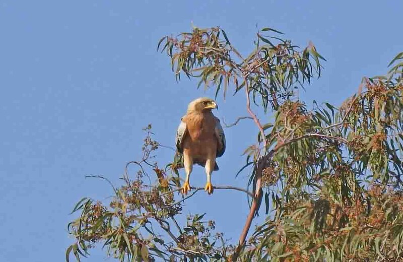 Águila en un árbol