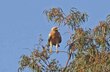 La guerra de Ucrania altera la migración de la especie de águila moteada