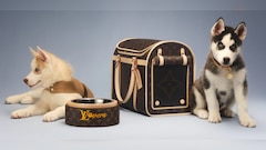 Estas son las mejores colecciones para consentir a tu perrito este verano
