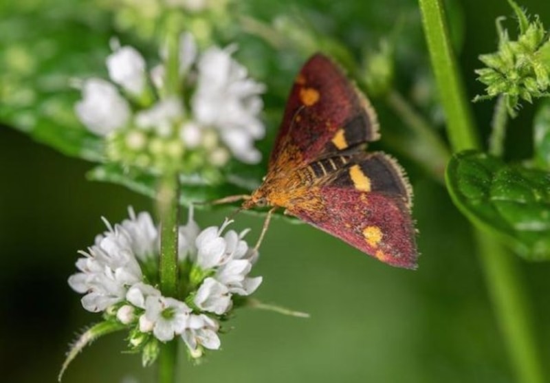 Polilla en una planta de menta