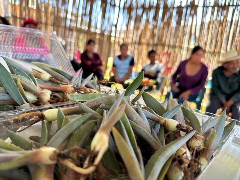 Cultivo de plantas suculentas en México