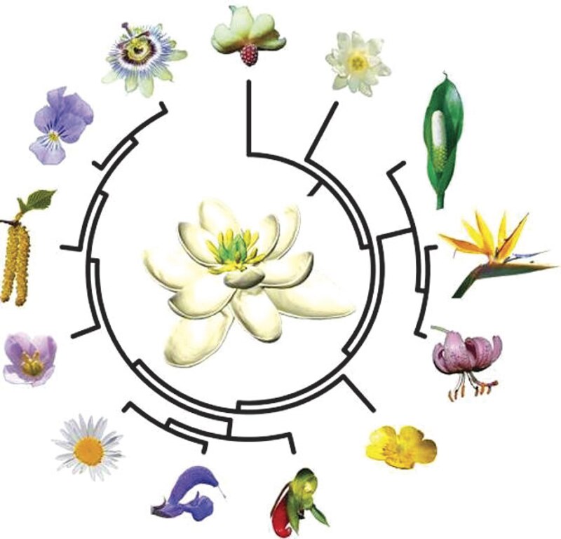 La flor de la vida