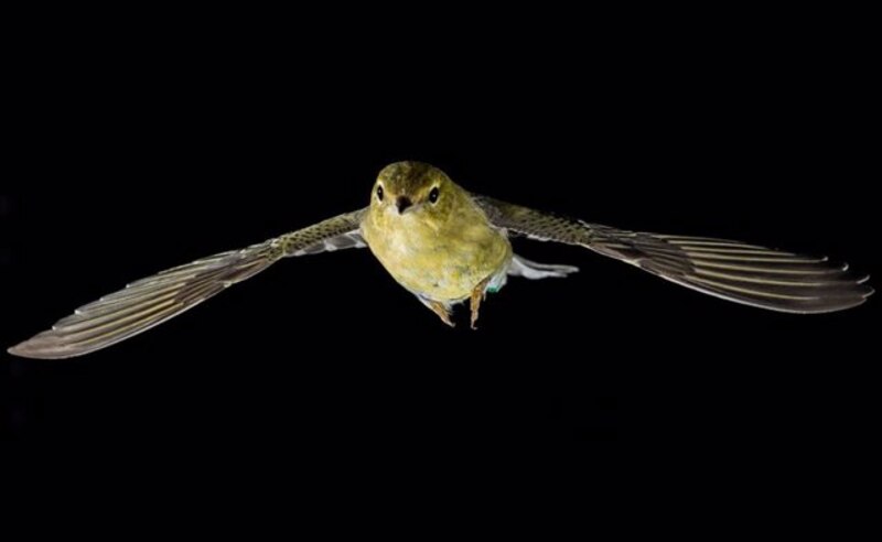 El vencejo común es un ave pequeña que se alimenta de insectos.