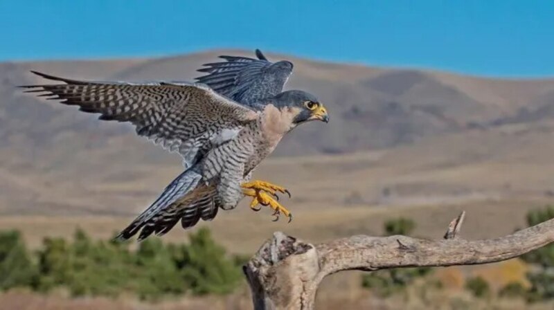 Halcón en vuelo
