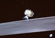 La sonda china Chang'e-6 sale de la Luna con muestras de la cara oculta