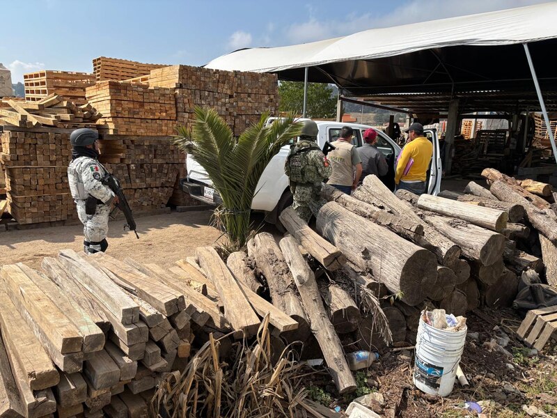 Inspector de Profepa coloca sello de clausura en un aserradero ilegal, con madera en rollo asegurada durante un operativo en Veracruz