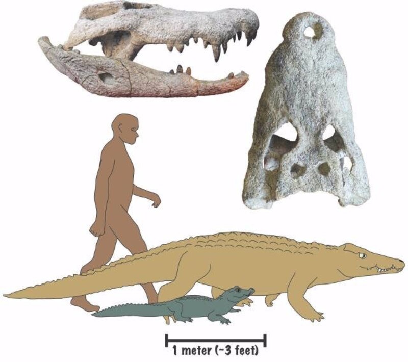 Un reptil prehistórico gigante