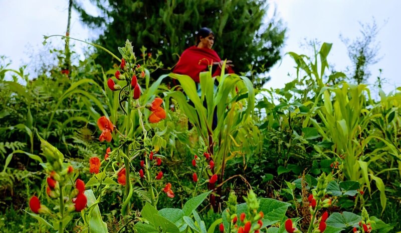 Mujer recogiendo flores en un campo