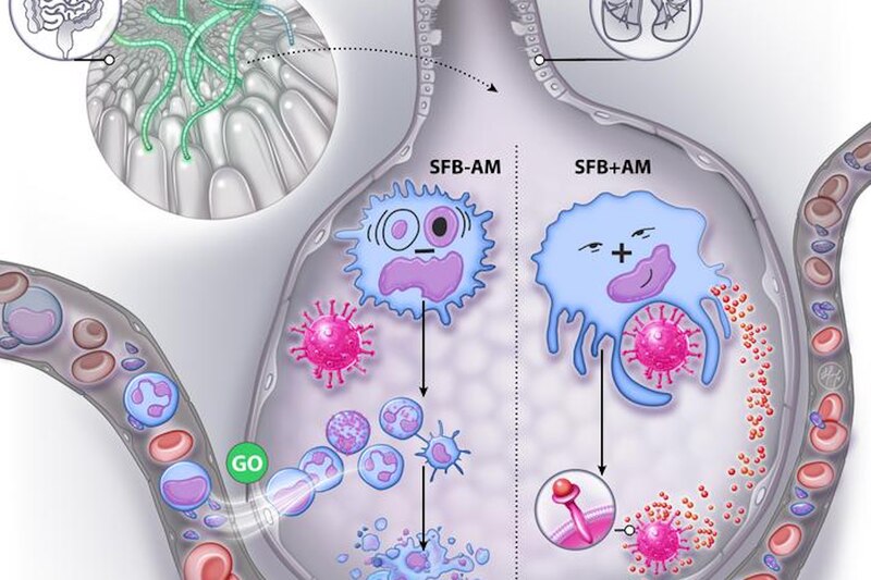 El sistema inmunitario y la microbiota intestinal