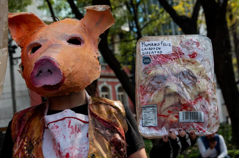 CIUDAD DE MÉXICO, 11NOVIEMBRE2023.- Organizaciones sociales en defensa de los derechos animales y contra el especismo se manifestaron del Ángel de la Independencia al Zócalo capitalino. Con pancartas, personificados como animales y una batucada las y los asistentes expresaron que la solución es el veganismo y que la empatía abarque a todas las especies animales y no sólo a los que son domésticos.