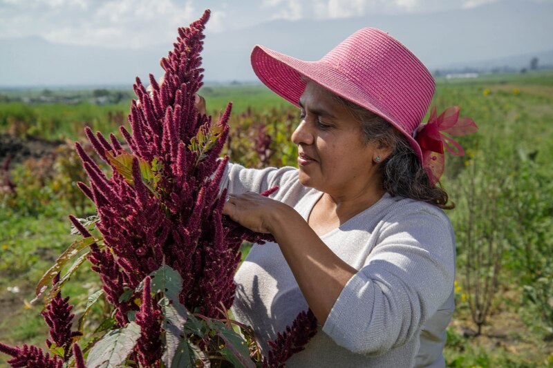 Productora agrícola en campo mexicano