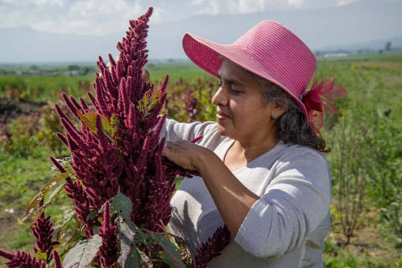 Productora agrícola en campo mexicano