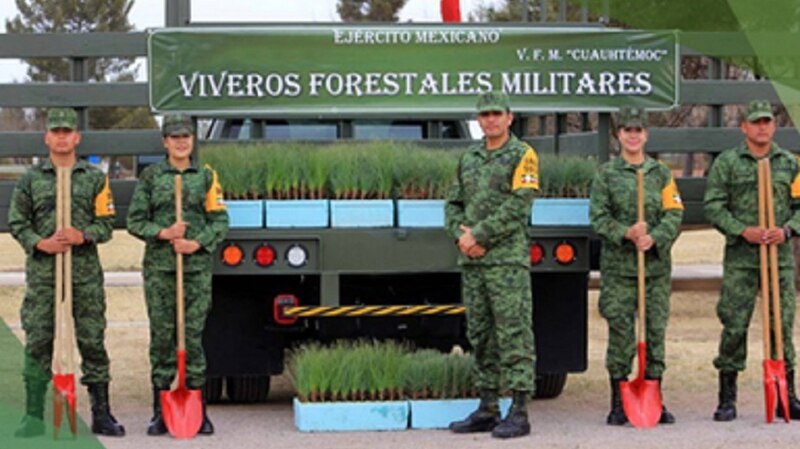 Ejército Mexicano planta árboles para reforestar zonas afectadas