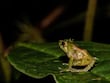 Investigadores describen una nueva especie de rana en los bosques de los Andes orientales de Ecuador