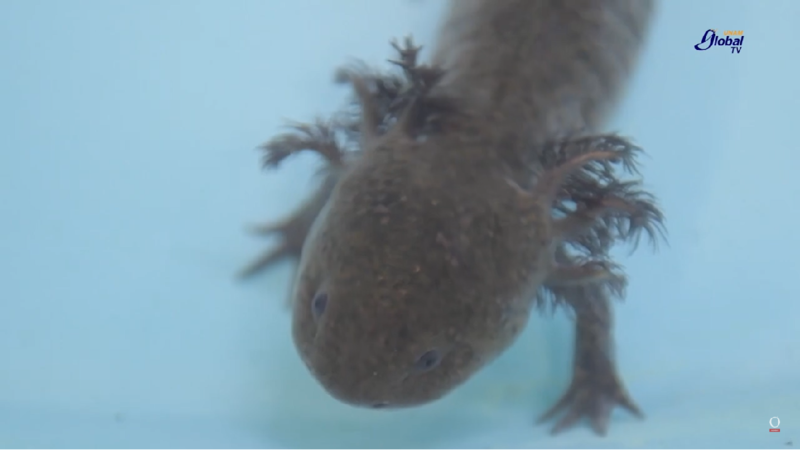 Axolotl, el animal que puede regenerar sus órganos